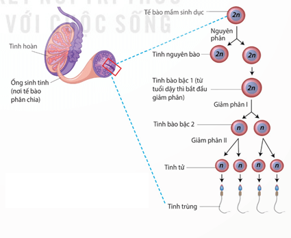 Quá trình sinh sản hữu tính ở người