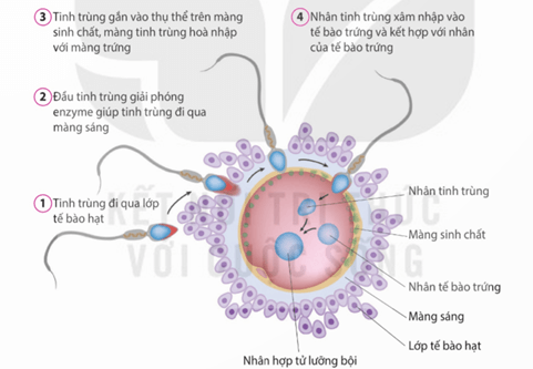 Cấu tạo nang trứng