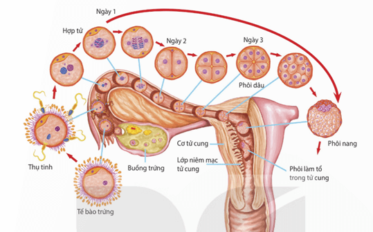 Quá trình thụ tinh hình thành hợp tử