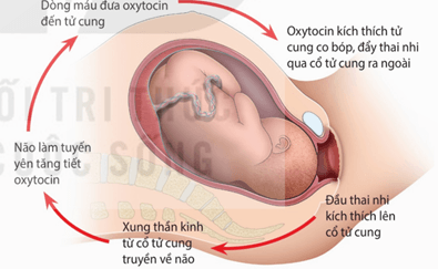 Hình ảnh minh họa SGK Sinh học 11