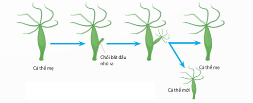 Phân đôi ở hải quỳ