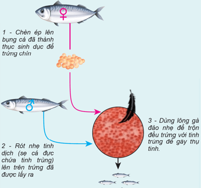 Thụ tinh nhân tạo bên trong cơ thể ở người