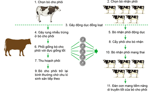 Hình ảnh minh họa SGK Sinh học 11