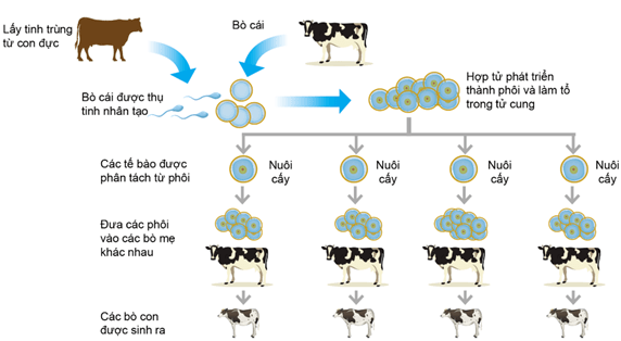 Kĩ thuật gây rụng nhiều trứng