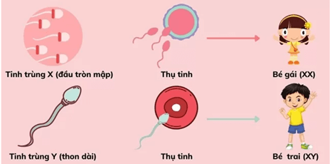 Kĩ thuật tách phôi
