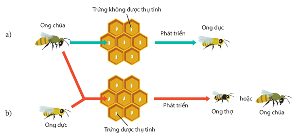 Sinh sản bằng phân mảnh ở sao biển