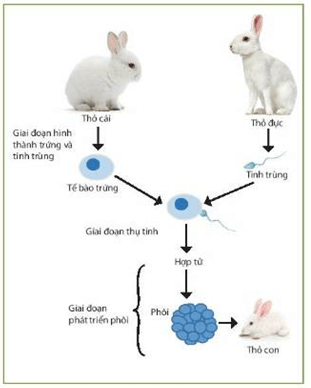 Đẻ trứng thai ở cá mập