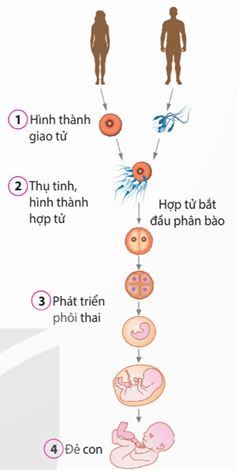 Đẻ con ở thỏ