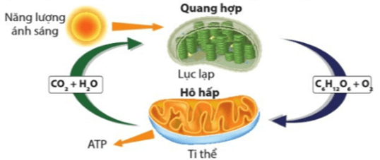 Hấp thụ khoáng ở cây