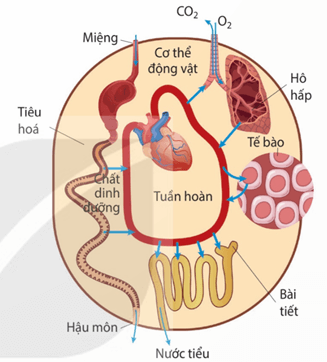 Mối quan hệ giữa hấp thụ nước và thoát hơi nước