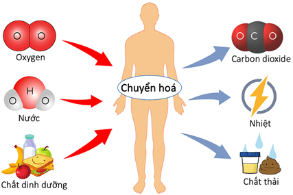 Mối quan hệ giữa các quá trình sinh lí trong cơ thể động vật