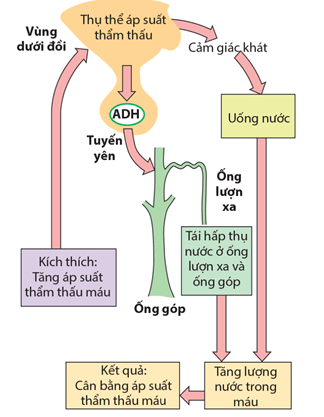 Trao đổi chất giữa cơ thể người với môi trường
