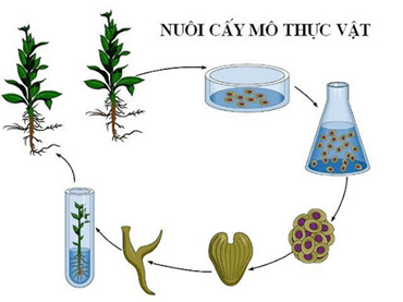 Trồng trọt và chăn nuôi