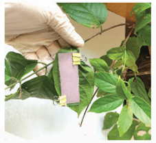 Hình ảnh minh họa SGK Sinh học 11