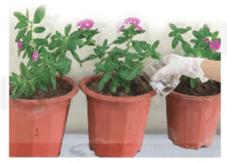 Hình ảnh minh họa SGK Sinh học 11