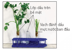 Hình ảnh minh họa SGK Sinh học 11