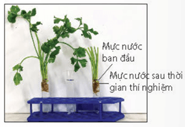 Hình ảnh minh họa SGK Sinh học 11