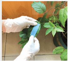 Hình ảnh minh họa SGK Sinh học 11