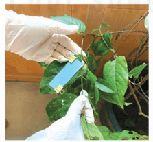 Hình ảnh minh họa SGK Sinh học 11