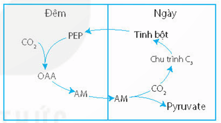 Sơ đồ con đường C4