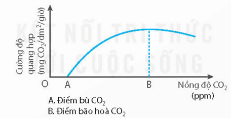 Quang hợp diễn ra chủ yếu ở miền ánh sáng đỏ và xanh tím