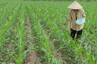 Mối quan hệ giữa nồng độ CO2 và cường độ quang hợp