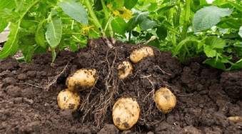 Tưới nước hợp lí cho cây trồng