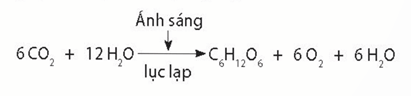 Quá trình quang tổng hợp ở thực vật