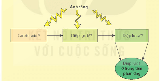 Một số loại carotenoid