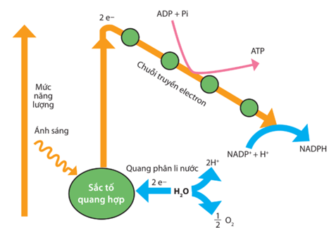 Hình ảnh minh họa SGK Sinh học 11