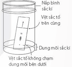 Giấy sắc kí