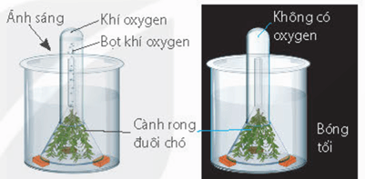 Các bước thí nghiệm chứng minh sự tạo thành tinh bột trong quang hợp