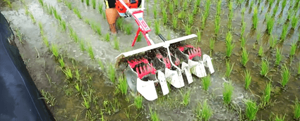 Bảo quản rau củ trong túi polyethylenekín có nồng độ CO2 cao