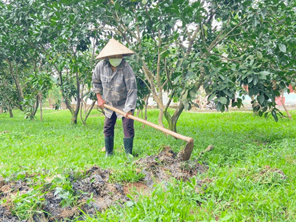 Làm cỏ sục bùn cho lúa