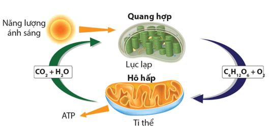 Làm rãnh thoát nước tránh ngập úng cho cây