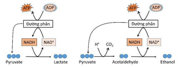 Chuỗi truyền electron trong hô hấp hiếu khí