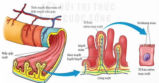 Tiêu hóa hóa học một số chất dinh dưỡng ở ruột non