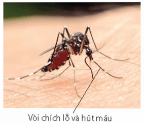 Trai có các tấm mang lọc những sinh vật rất nhỏ trong nước để làm thức ăn