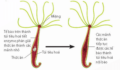 Tiêu hoá ở bọt biển