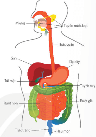 Tiêu hoá thức ăn trong túi tiêu hoá ở thuỷ tức
