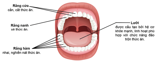 Ống tiêu hoá và các tuyến tiết dịch tiêu hoá ở người
