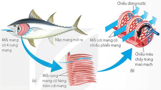 Hệ thống ống khí ở côn trùng