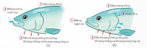 Cấu tạo mang Cá xương (a),hiện tượng dòng chảy song song và ngược chiều (b)