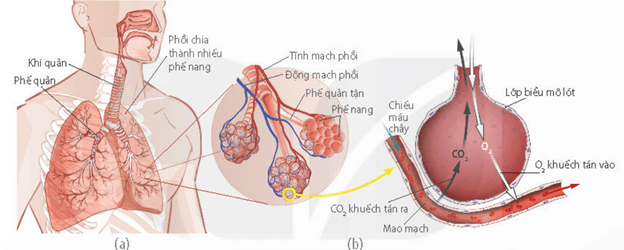 Thông khí ở Cá xương: (a) Hít vào; (b) Thở ra