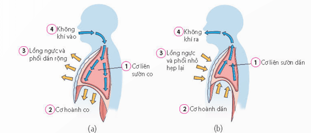 Hệ hô hấp của người (a), phế nang và trao đổi khí ở phế nang (b)