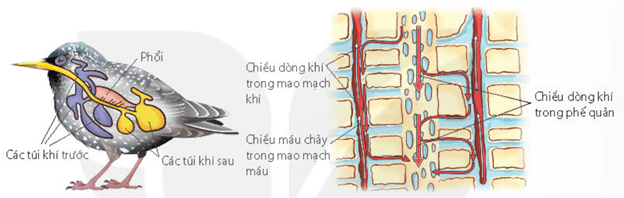 Thông khí ở người: (a) Hít vào; (b) Thở ra