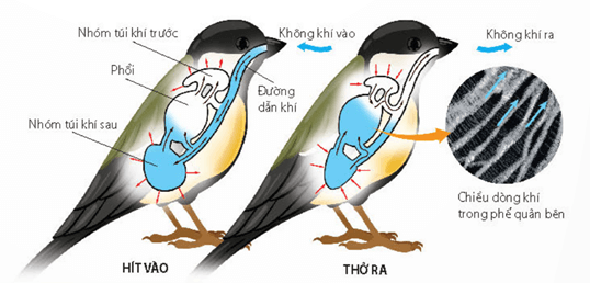 Hệ thống túi khí và cấu tạo của một phần phối chim