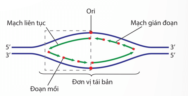 Hình ảnh minh họa SGK Sinh học 12