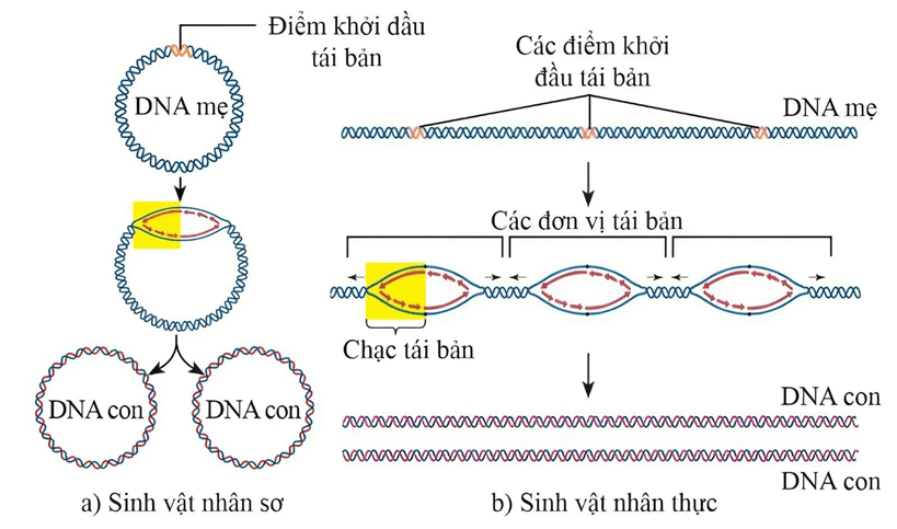 Hình ảnh minh họa SGK Sinh học 12