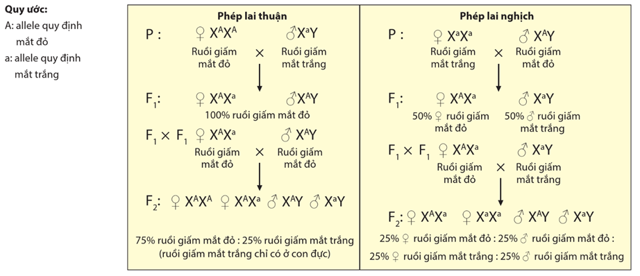 Hình ảnh minh họa SGK Sinh học 12